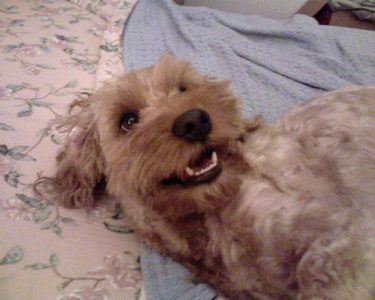 Help with Joyous Dog Behavior Image